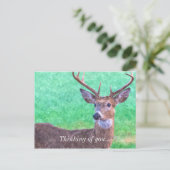 Seven Point Buck Painterly Denken Sie Postkarte (Stehend Vorderseite)