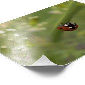 Seven-spot Ladybird Fotodruck (Ecke)