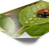 Seven-spot Ladybird Fotodruck (Ecke)