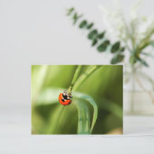 Seven-spot Ladybird Postkarte (Stehend Vorderseite)