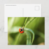 Seven-spot Ladybird Postkarte (Vorne/Hinten)
