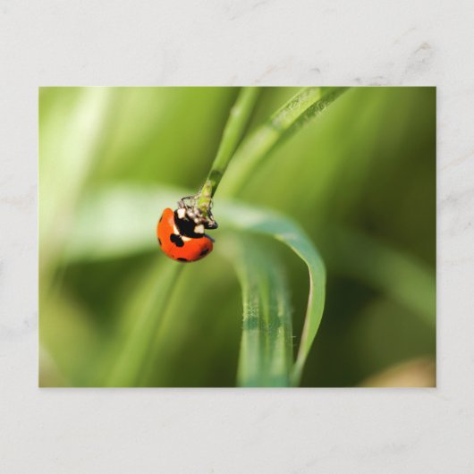 Seven-spot Ladybird Postkarte (Vorderseite)