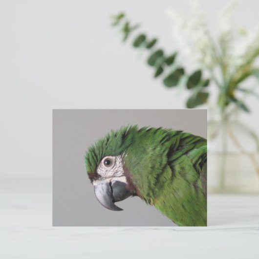 Severe Macaw Postcard Postkarte (Stehend Vorderseite)