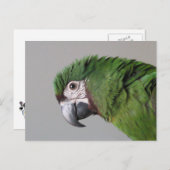 Severe Macaw Postcard Postkarte (Vorne/Hinten)