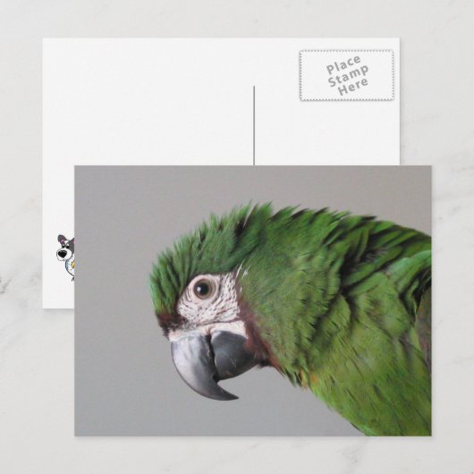 Severe Macaw Postcard Postkarte (Vorne/Hinten)