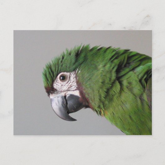 Severe Macaw Postcard Postkarte (Vorderseite)