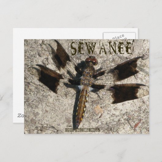Sewanee Dragonfly - OlioStudios.com Postkarte (Vorne/Hinten)
