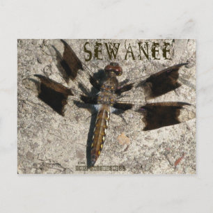 Sewanee Dragonfly - OlioStudios.com Postkarte