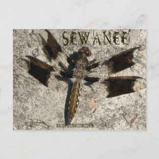 Sewanee Dragonfly - OlioStudios.com Postkarte