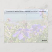 Seward Geranium - Postkarte (Rückseite)