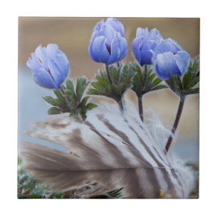 Seward-Halbinsel, Alaska, Arktische Wildblumen Fliese