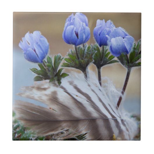 Seward Halbinsel, Alaska, Arktische Wildblumen Fliese (Vorderseite)