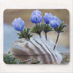 Seward Halbinsel, Alaska, Arktische Wildblumen Mousepad