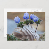 Seward Halbinsel, Alaska, arktische Wildblumen Postkarte (Vorne/Hinten)