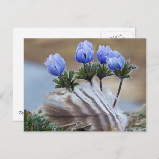 Seward Halbinsel, Alaska, arktische Wildblumen Postkarte (Vorne/Hinten)