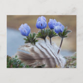 Seward Halbinsel, Alaska, arktische Wildblumen Postkarte (Vorderseite)