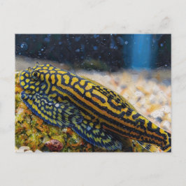 Sewellia lineolata Gebirgsbachschmerle Postkarte