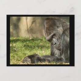 Sexy Silverback Gorilla Postcard Postkarte