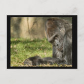 Sexy Silverback Gorilla Postcard Postkarte (Vorderseite)