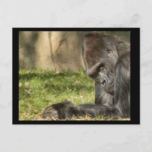 Sexy Silverback Gorilla Postcard Postkarte (Vorderseite)