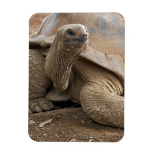 Seychelle Aldabra-Riesenschildkröte Magnet