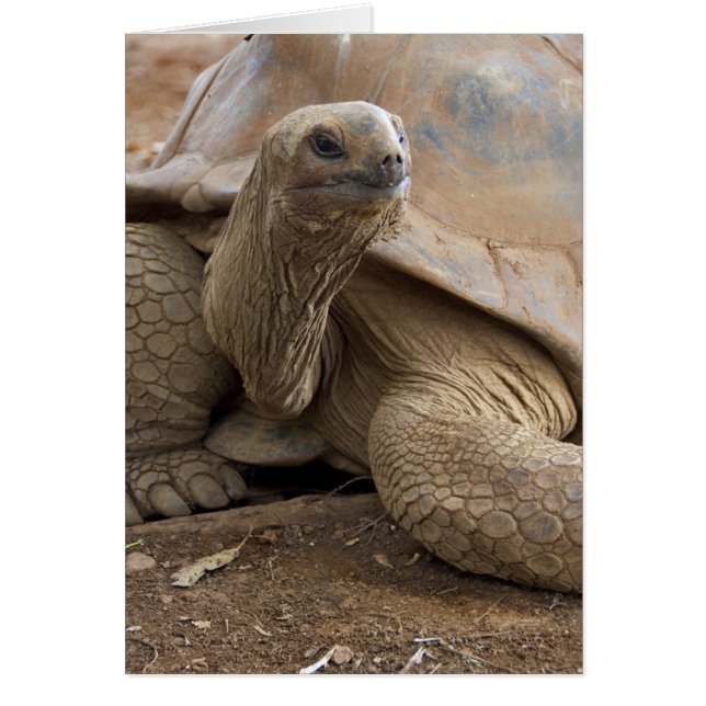 Seychelle Aldabran Landschildkröte (Vorne)