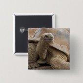 Seychelle Aldabran Landschildkröte Button (Vorne & Hinten)