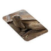 Seychelle Aldabran Landschildkröte Magnet (Rechte Seite)