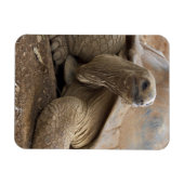 Seychelle Aldabran Landschildkröte Magnet (Horizontal)