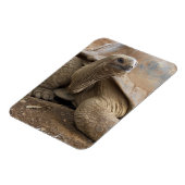 Seychelle Aldabran Landschildkröte Magnet (Linke Seite)