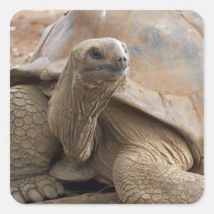 Seychelle Aldabran Landschildkröte Quadratischer Aufkleber