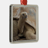 Seychelle Aldabran Landschildkröte Silbernes Ornament (Rechts)