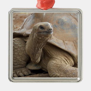 Seychelle Aldabran Landschildkröte Silbernes Ornament