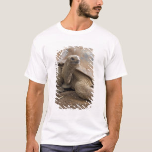 Seychelle Aldabran Landschildkröte T-Shirt