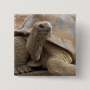 Seychellen-Aldabra-Riesenschildkröte Button