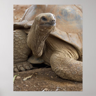 Seychellen Aldabra-Riesenschildkröte Poster