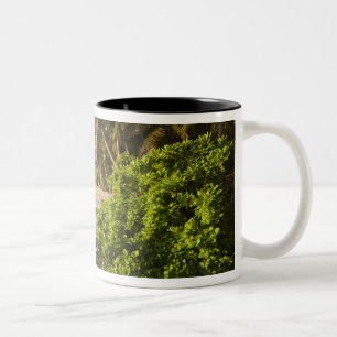 Seychellen, Mahe-Insel, Anse Marie-Louise Zweifarbige Tasse
