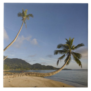 Seychellen, Mahe-Insel, horizontale Palme, Fliese