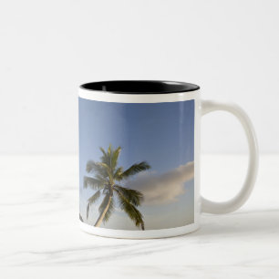 Seychellen, Mahe-Insel, horizontale Palme, Zweifarbige Tasse
