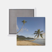 Seychellen, Mahe Island, horizontale Palme, Magnet (Vorderseite/Rückseite)