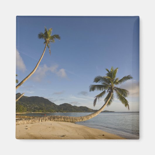 Seychellen, Mahe Island, horizontale Palme, Magnet (Vorne)