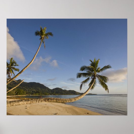 Seychellen, Mahe Island, horizontale Palme, Poster (Vorne)