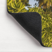 Seychellen, Mahe Island, Strand Anse Takamaka, Mousepad (Ecke)