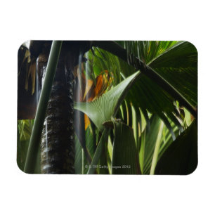 Seychellen, Praslin, Mai-Tal, starker Regen Magnet