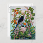 Seychelles Paradise Flycatcher Postkarte (Vorne/Hinten)