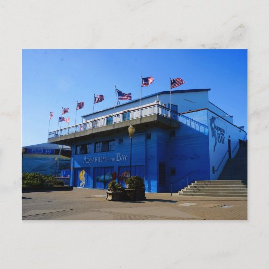 SF Aquarium of the Bay #4-2 Postcard Postkarte (Vorderseite)
