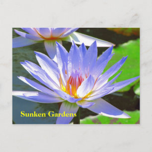 SG Blue water Lily #106N 0106 Postkarte
