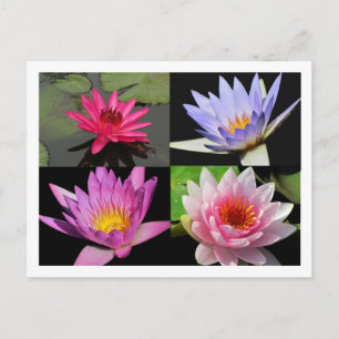 SG Wasserlilie Collage Postcard #2n 2200 Postkarte