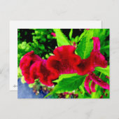 Sgantzos Cockscomb Celosia Cristata Postkarte (Vorne/Hinten)