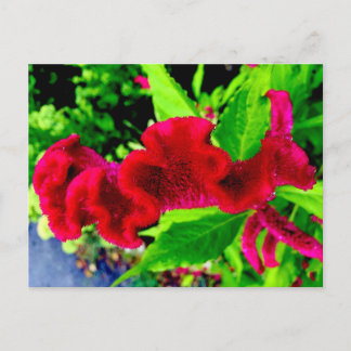 Sgantzos Cockscomb Celosia Cristata Postkarte